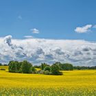 Landschaft in Gelb