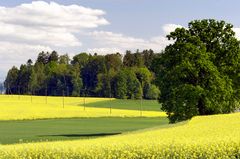 Landschaft in Gelb