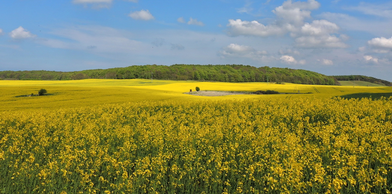 Landschaft in Gelb