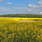 Landschaft in Gelb