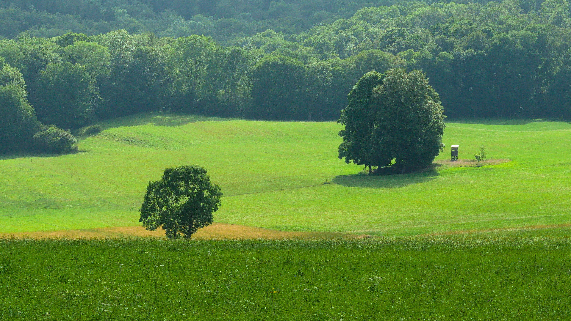 Landschaft in grün