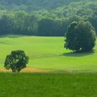 Landschaft in grün