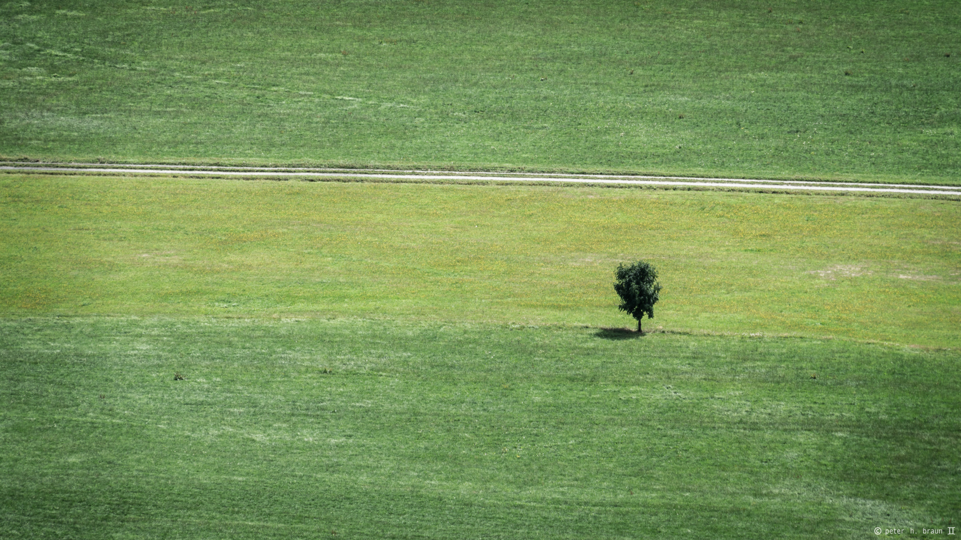 Landschaft in Grün, mit Baum