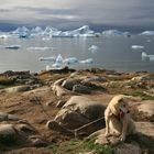 Landschaft in Ilulissat (Grönland)