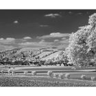 Landschaft in IR