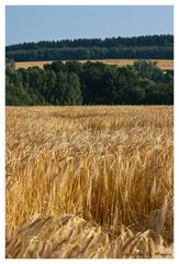 Landschaft in Lippe