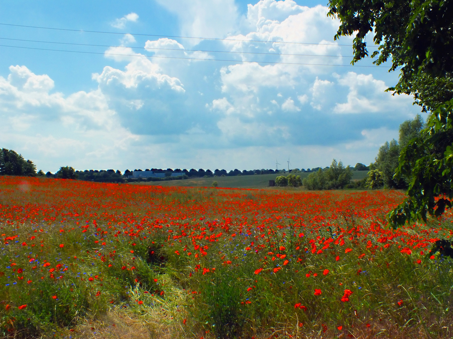 Landschaft in NWM