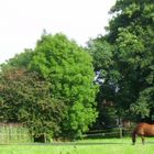 Landschaft in Ostfriesland