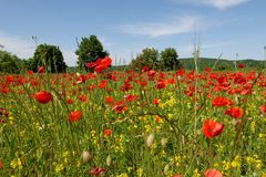 Landschaft in Primärfarben