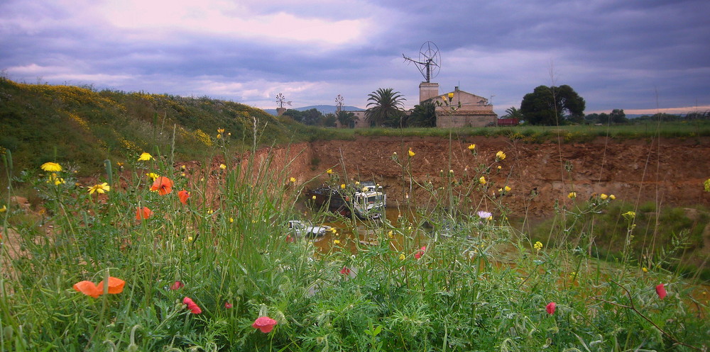 Landschaft Mallorca- Blick durchs Gras