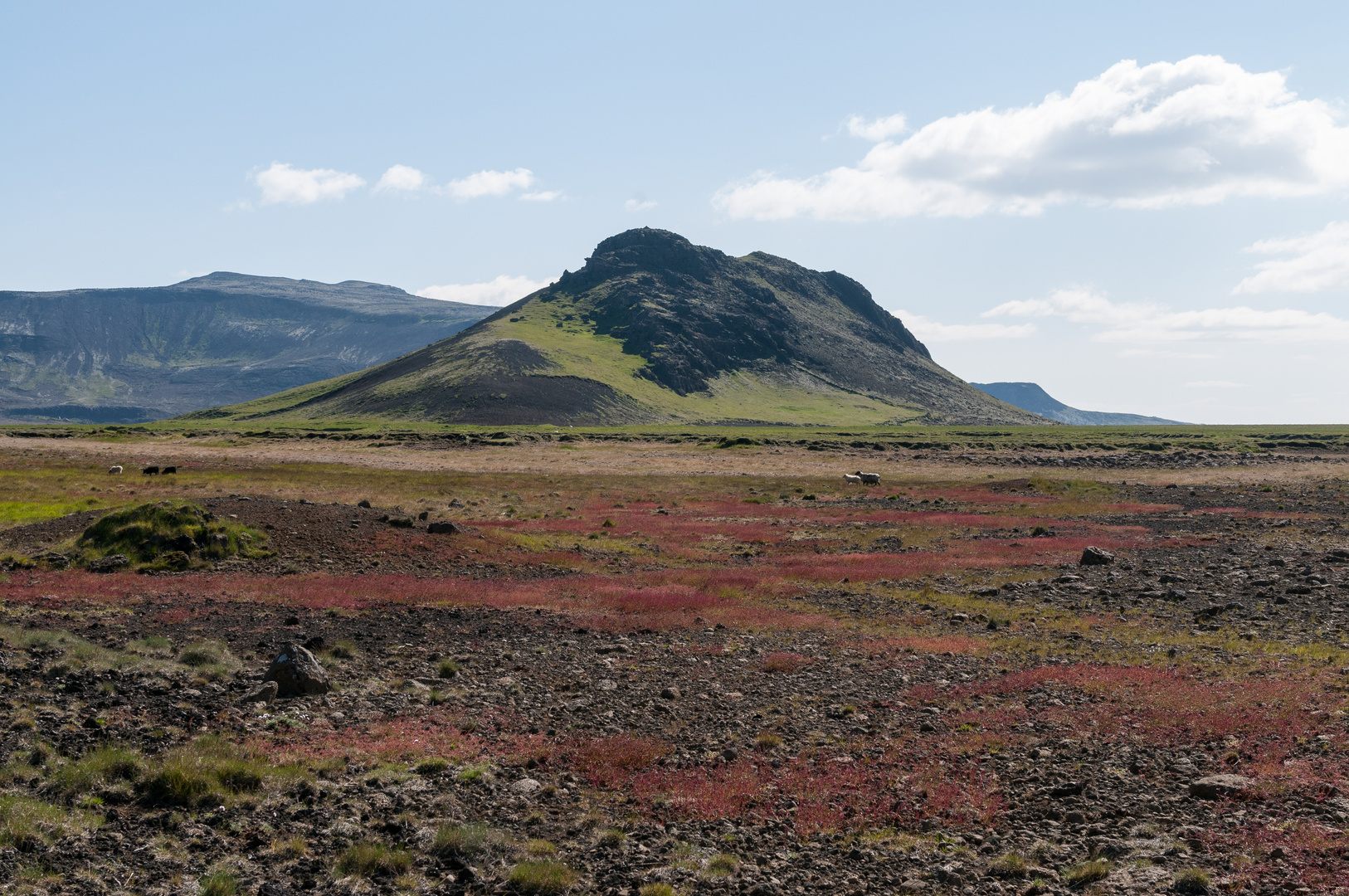 Landschaft mit 2 Schafen in Island