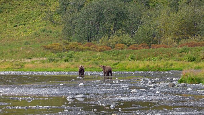 Landschaft mit Bären