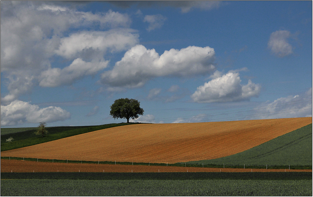 Landschaft mit Bäumen.