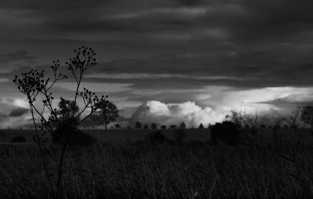 landschaft mit bäumen .