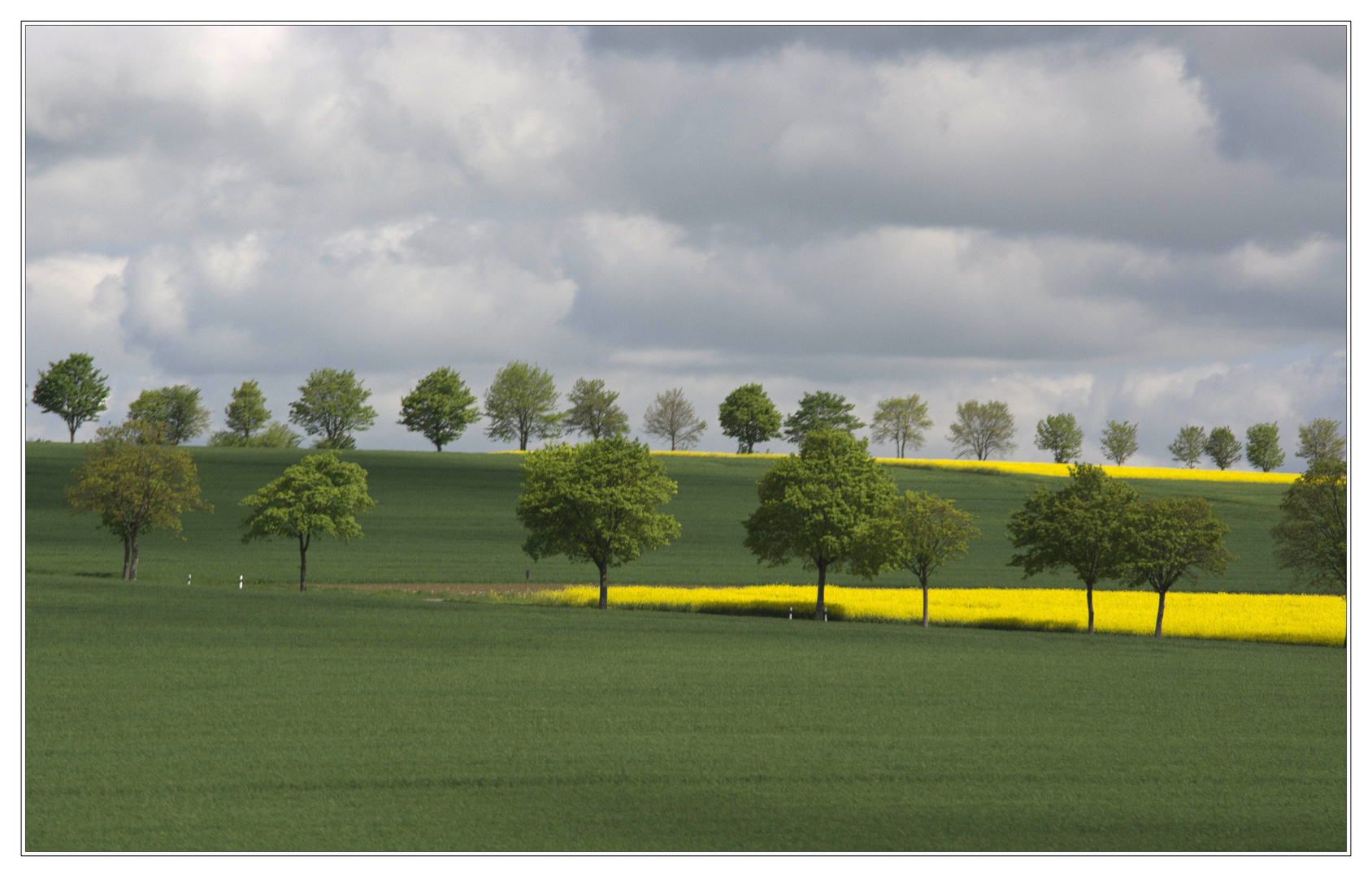 Landschaft mit Bäumen und Raps