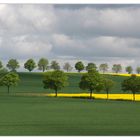 Landschaft mit Bäumen und Raps