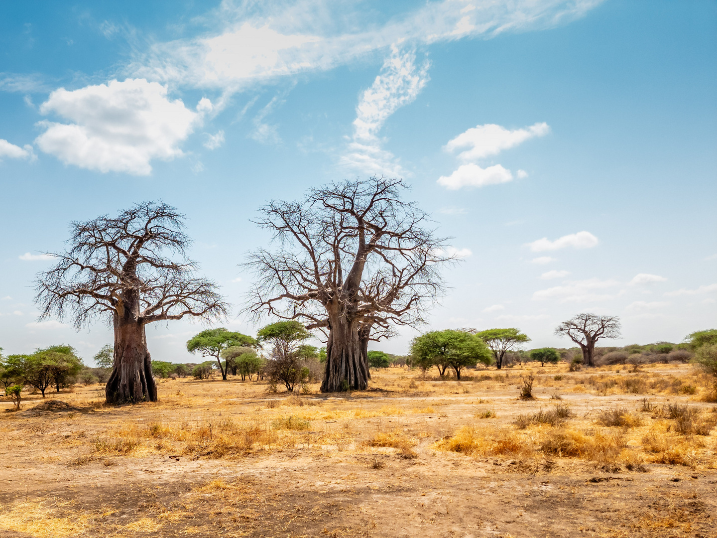 Landschaft mit Baobabs im Tarangire Nationalpark