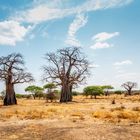 Landschaft mit Baobabs im Tarangire Nationalpark