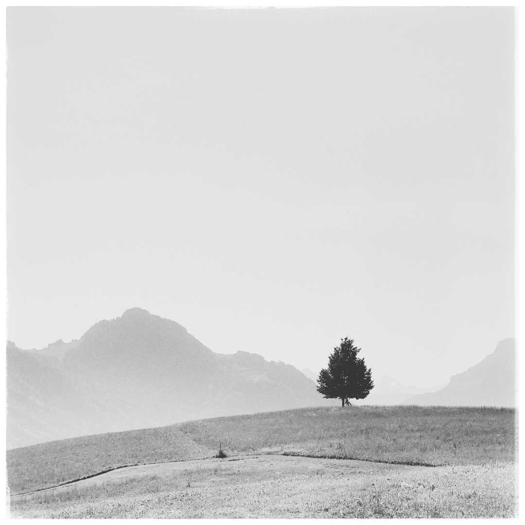 landschaft mit baum