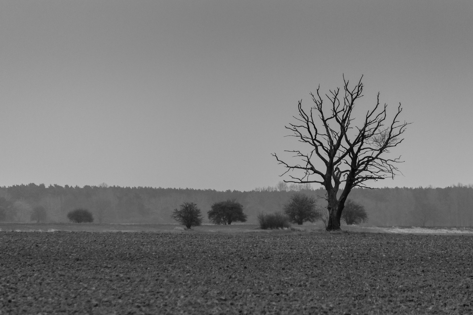 Landschaft mit Baum