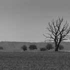 Landschaft mit Baum