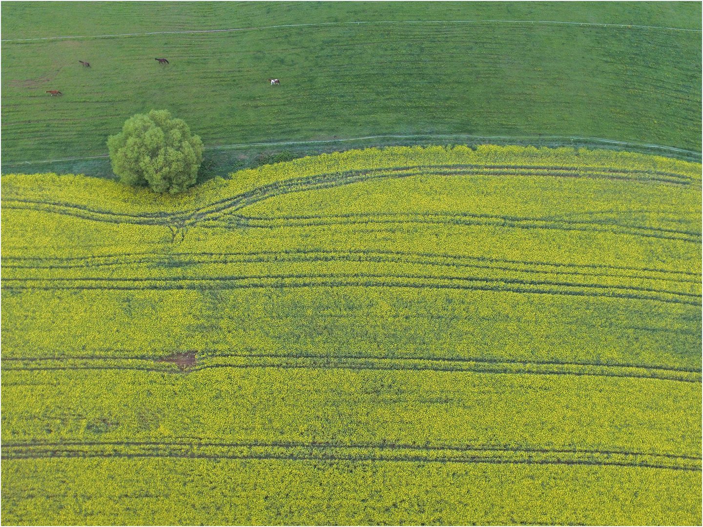 Landschaft mit Baum