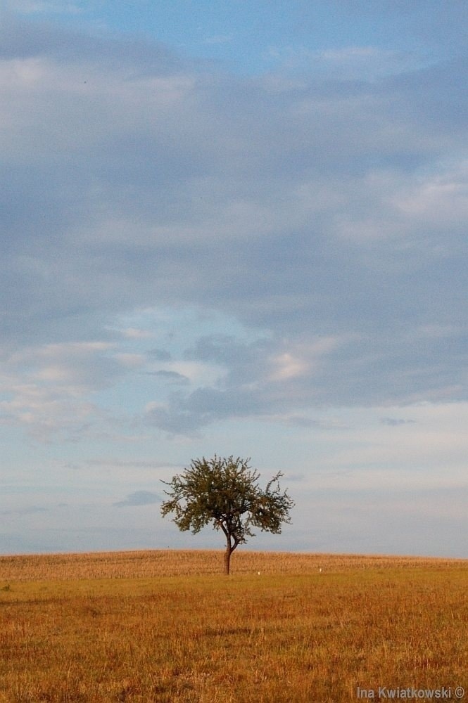 landschaft mit baum