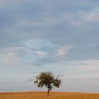 landschaft mit baum