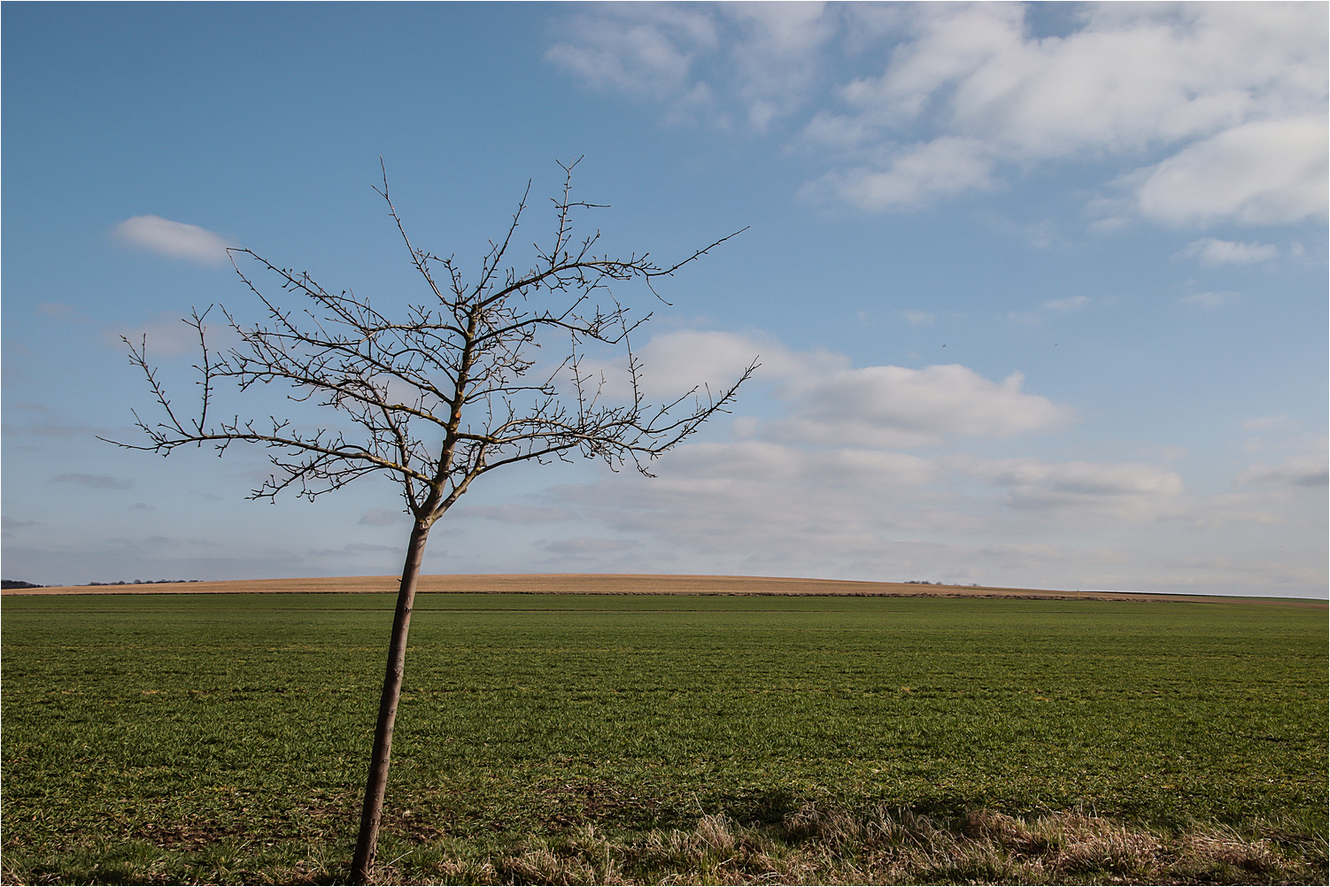 Landschaft mit Baum