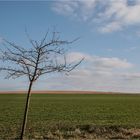 Landschaft mit Baum