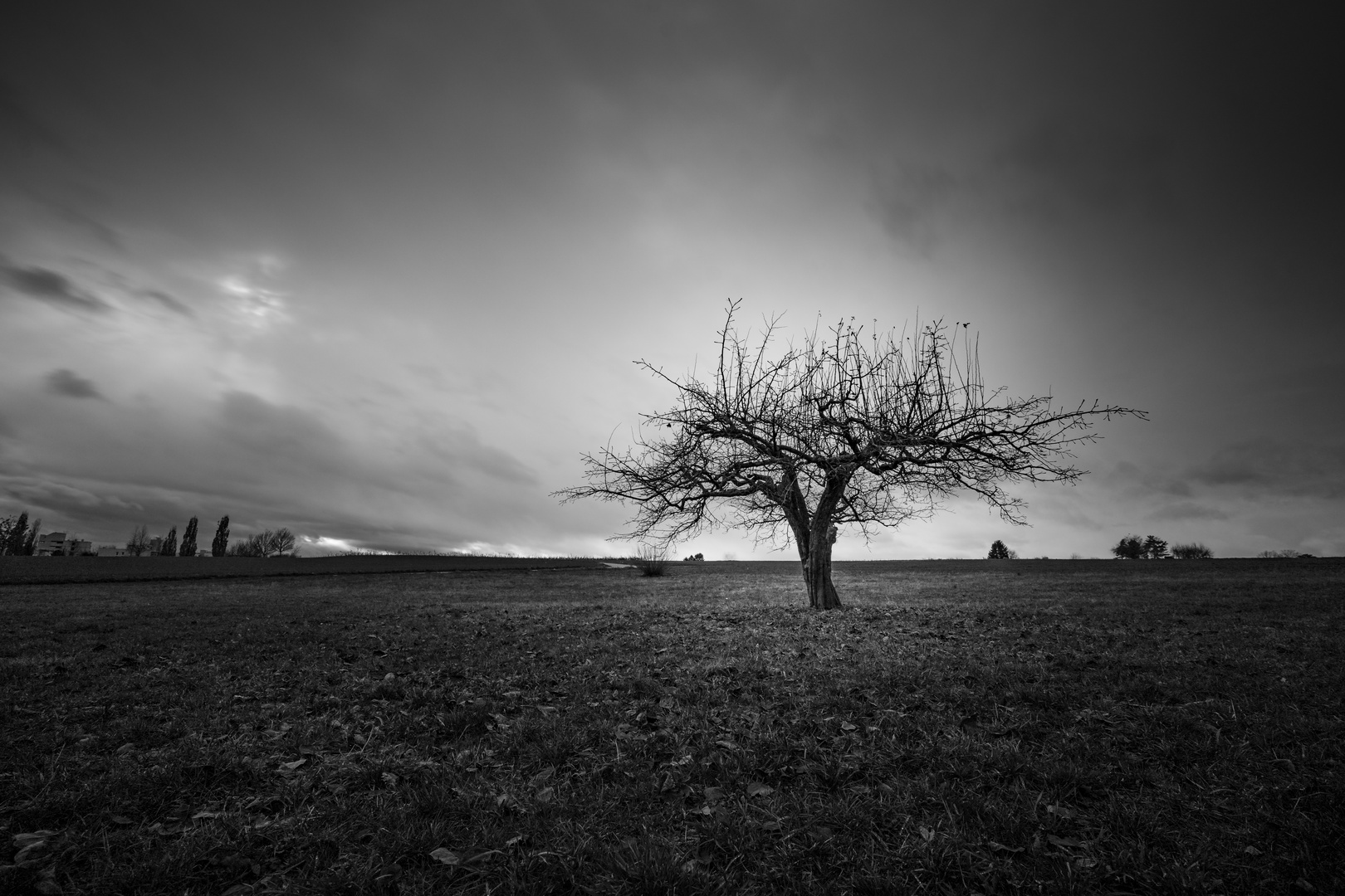 Landschaft mit Baum