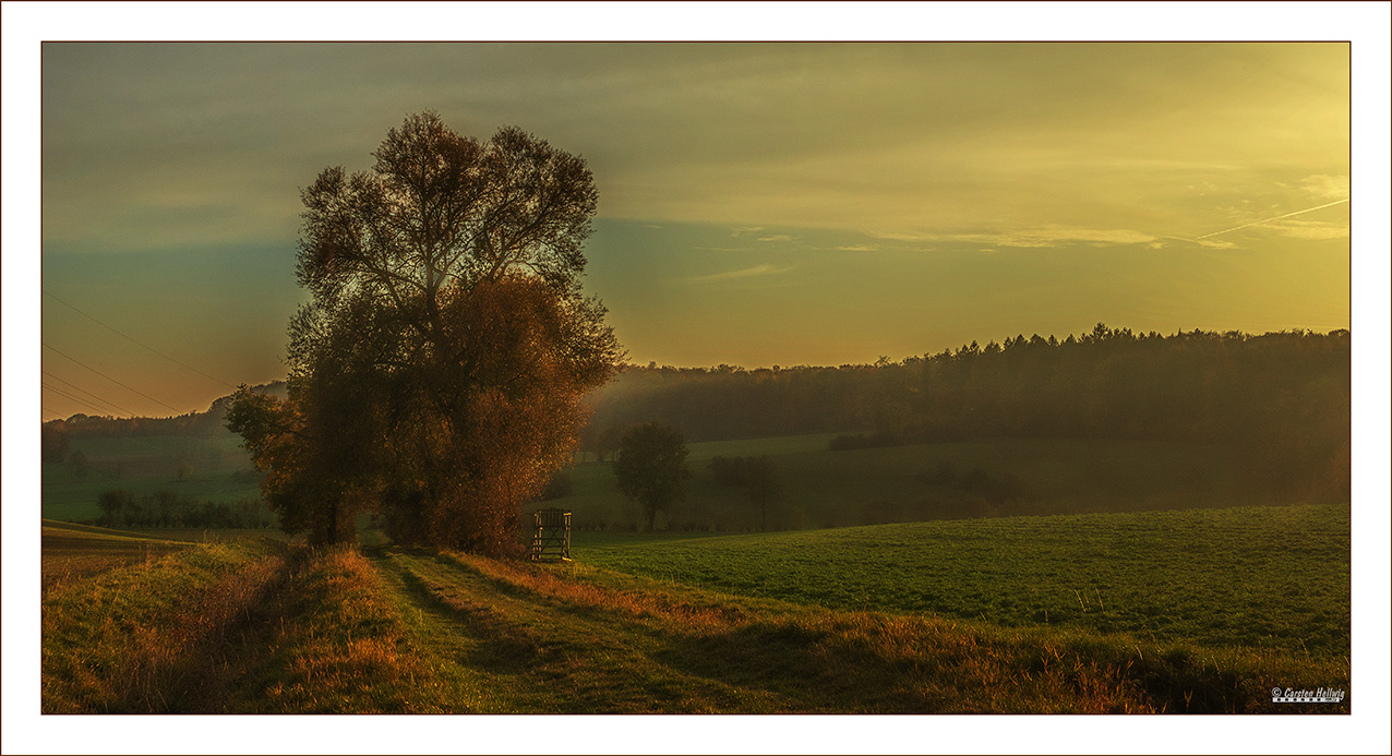 Landschaft mit Baum im Abendlicht