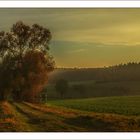 Landschaft mit Baum im Abendlicht