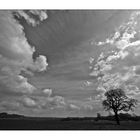 [..Landschaft mit Baum - monochrom..]