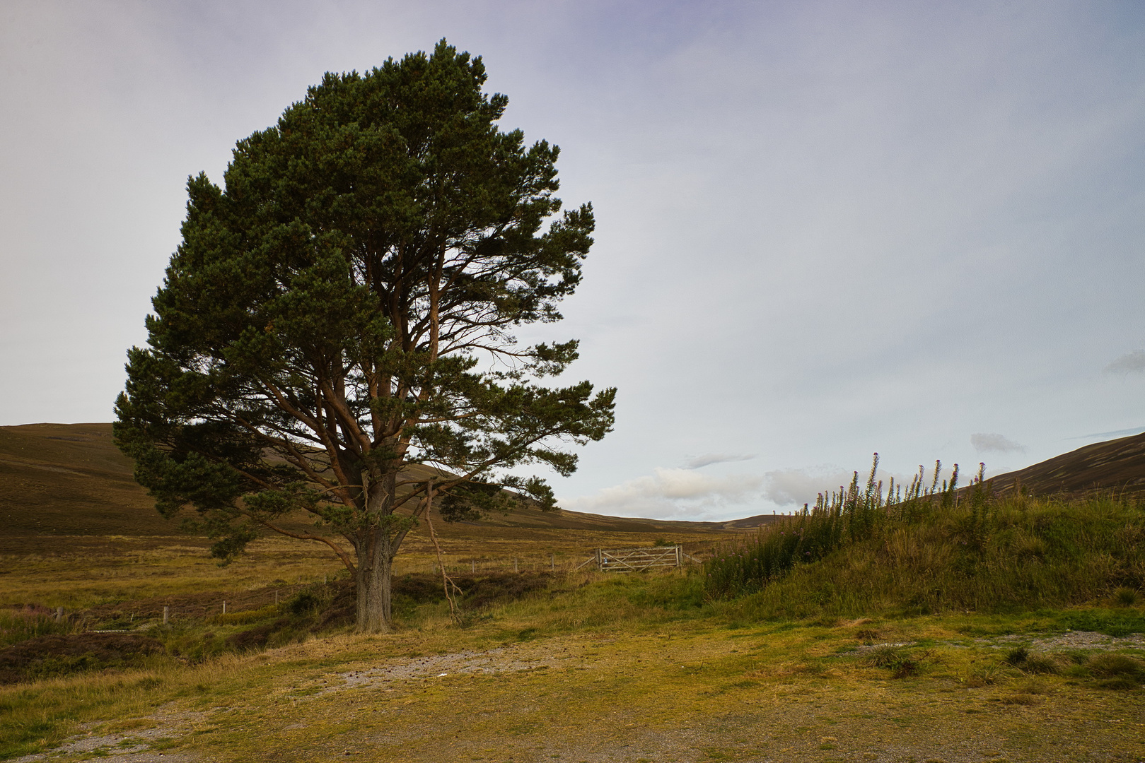 Landschaft mit Baum_MG_9381