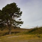 Landschaft mit Baum_MG_9381