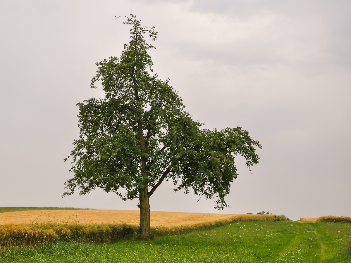 Landschaft mit Birnbaum