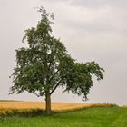 Landschaft mit Birnbaum