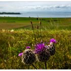 Landschaft mit Blumen