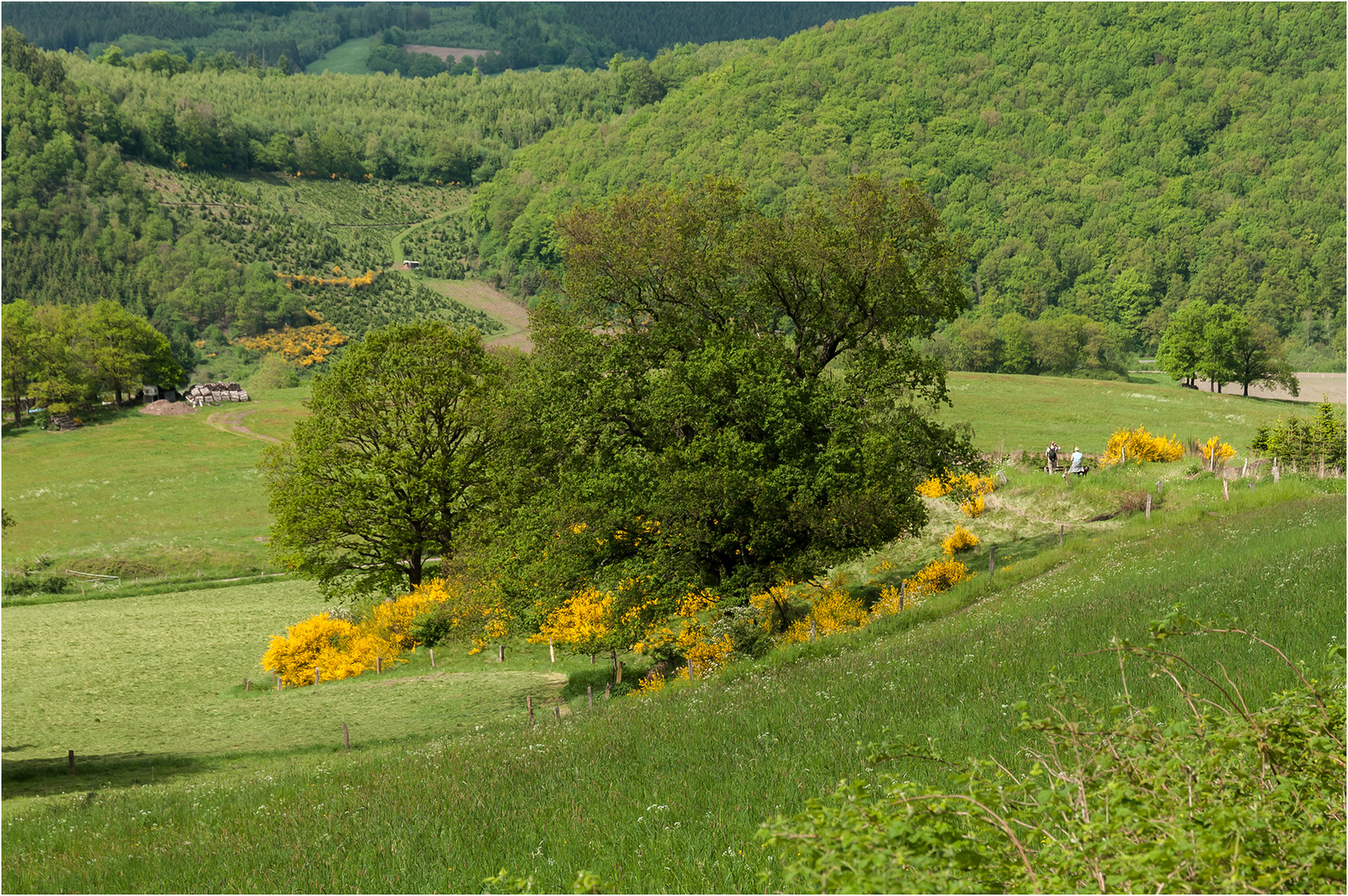 Landschaft mit Ginster und Spaziergängern ...