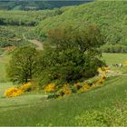 Landschaft mit Ginster und Spaziergängern ...