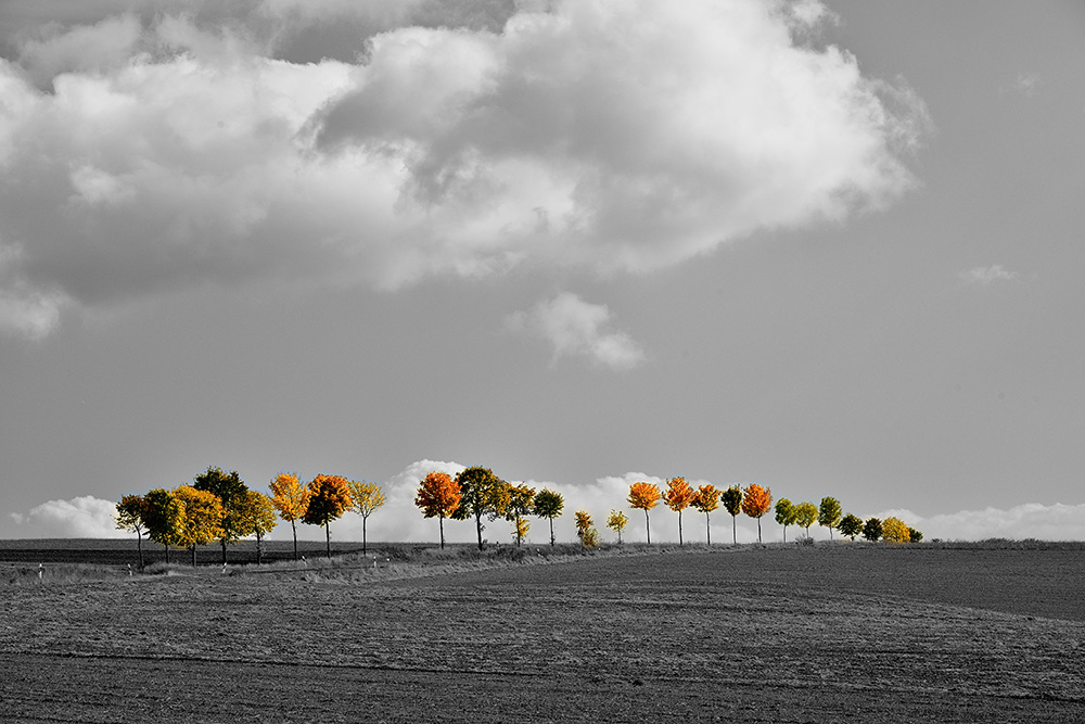 Landschaft mit herbstlicher Baumallee