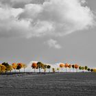 Landschaft mit herbstlicher Baumallee