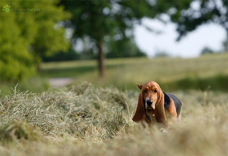 Landschaft mit Hund