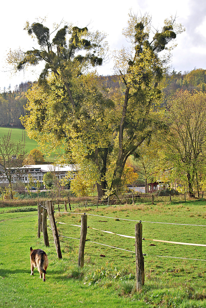 Landschaft mit Hund...