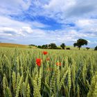 Landschaft mit kornfeld