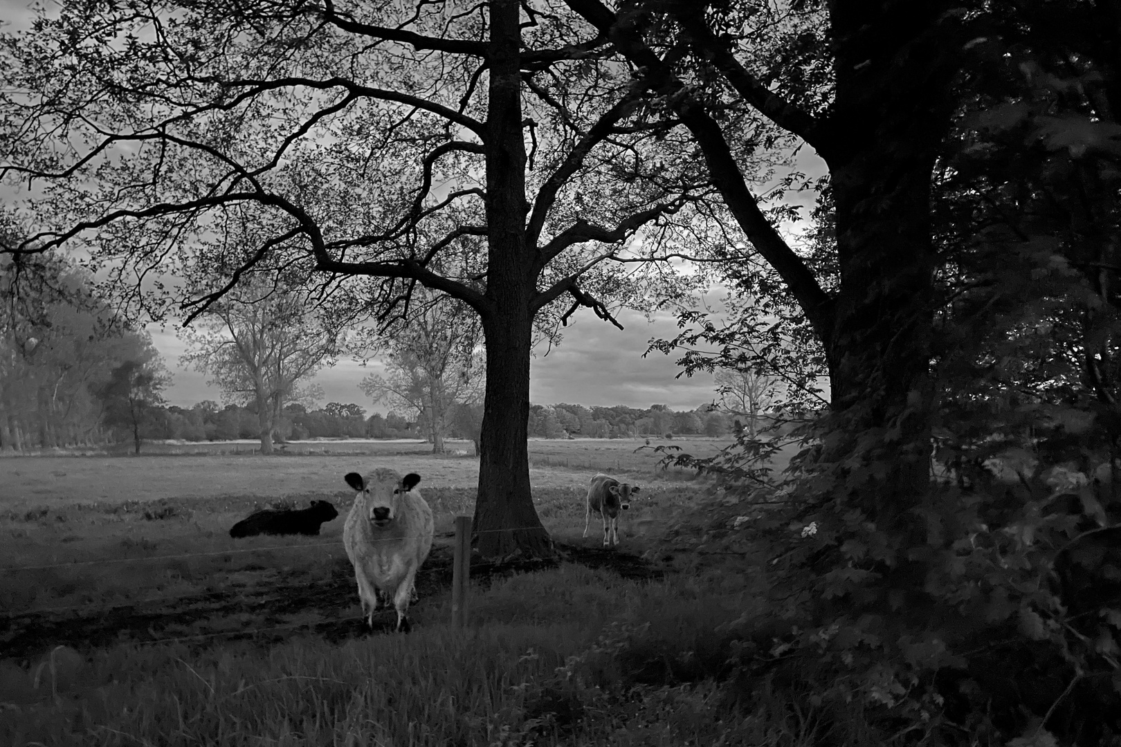 Landschaft mit Kühen