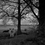 Landschaft mit Kühen