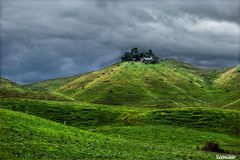 Landschaft mit Kühen