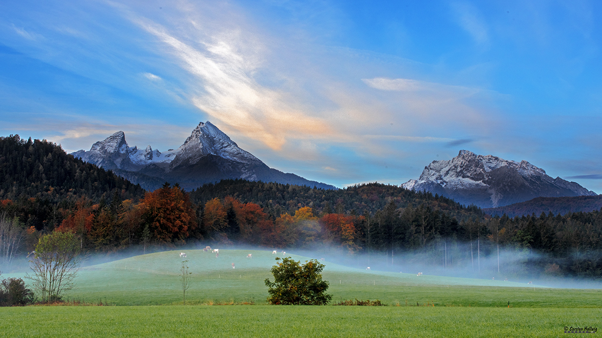 Landschaft mit Kühen